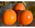 GORA GOVERLA soğuğa dayanıklı Cennet elması - Trabzon hurması fidanı (Diospyros kaki x D.virginiana) GORA GOVERLA