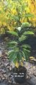 Cudrania tricuspidata Seedless - Che fidanı