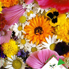 Mixed Flowers Seed 50 Pcs