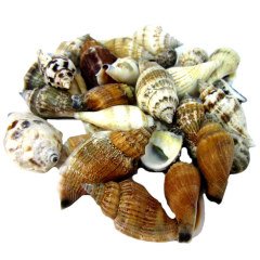 Deniz Kabuğu Trutella 50 g