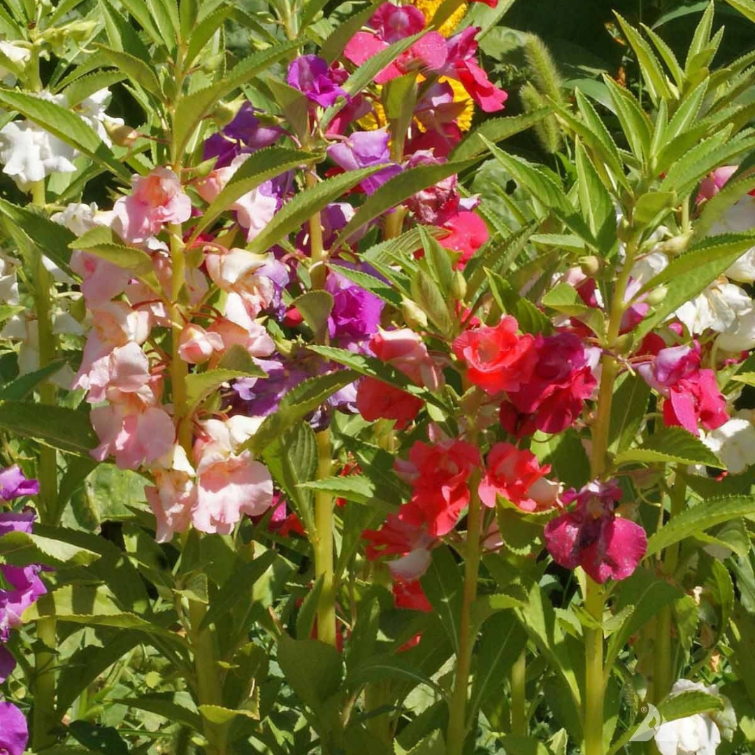 საფლავის ყვავილის თესლი 30 ც