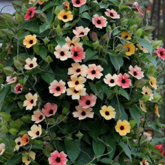 Tunbergiya Karagözlü Suzan Sarmaşığı Çiçeği Tohumu