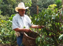 Kostarika Tres Nubes Shp Ep Arabica Çiğ Kahve Çekirdeği 1 kg