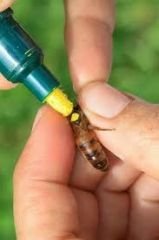 Ручка-раскраска пчелиной королевы