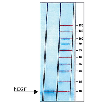 Sigma Aldrich E9644 hEGF EGF, recombinant, expressed in E. coli, lyophilized powder, suitable for cell culture 0.5 mg