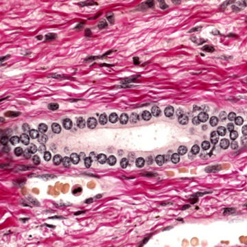 Merck 105231 Fuchsin acid (C.I. 42685) for microscopy Certistain®