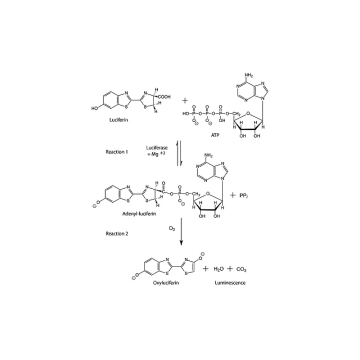 Sigma-Aldrich L9504 D-Luciferin synthetic 1 mg