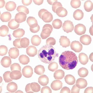Merck 111674 Hemacolor® Rapid staining of blood smear staining set for microscopy