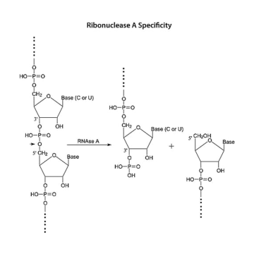 Sigma-Aldrich R6513 Ribonuclease A from bovine pancreas for molecular biology, ≥70 Kunitz units/mg protein, lyophilized 10 mg