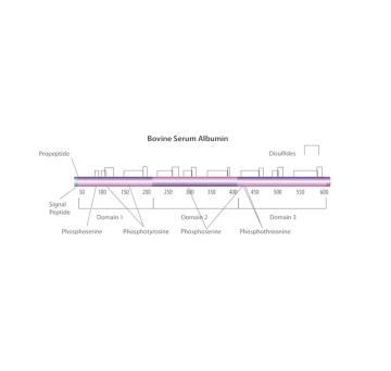 Sigma-Aldrich A2153 Bovine Serum Albumin lyophilized powder, ≥96% (agarose gel electrophoresis) 50 gr