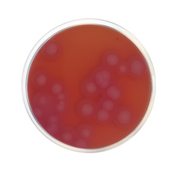Across Bio 530300B Bacillus Cereus Selective Agar Base (MYP) ISO 500 gr