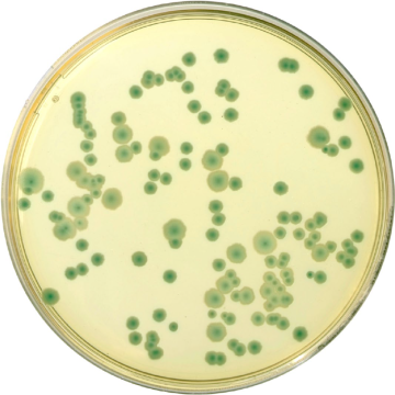 Across Bio 540000E Bacillus Cereus Supplement ISO Box of 10 Vials