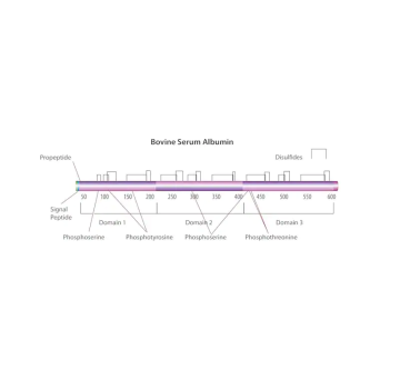 Sigma-Aldrich A2153 Bovine Serum Albumin lyophilized powder, ≥96% (agarose gel electrophoresis) 500 gr