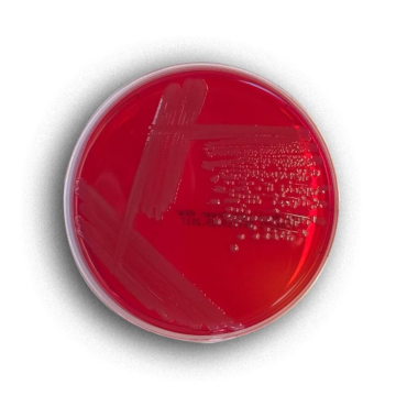 Across Bio 530310B Brilliant Green Agar 500 gr