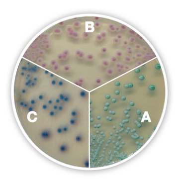 Across Bio 530030B Candida Chromogenic Agar 500 gr