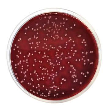 Across Bio 530040B Columbia Agar Base EP/USP/ISO 500 gr