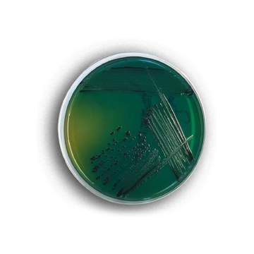 Across Bio 530070B Hektoen Enteric Agar ISO 500 gr