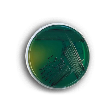 Across Bio 530330B Legionella BCYE Agar Base ISO 500 gr