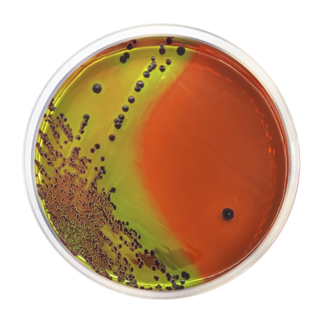 Across Bio 530080B Levine Agar (EMB) ISO/BAM 500 gr