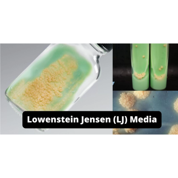 Across Bio 530170B Lowenstein Jensen Medium Base w/o M.Green 500 gr