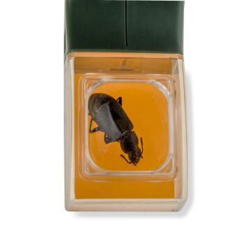 Carson HU-10 Bugview One Hand 5X Büyüteç