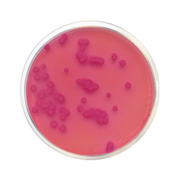 Across Bio 530090B Macconkey Agar EP/USP/ISO 500 gr