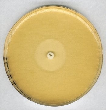 Merck 105269 Antibiotic Agar No. 11 grove And Randall Medium No. 11 For Microbiology  500 gr