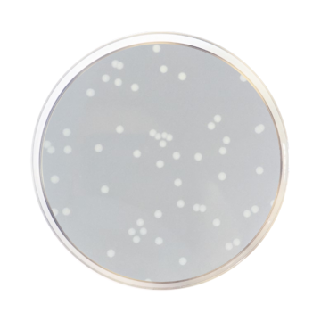 Across Bio 530360B Nutrient Agar ISO 500 gr