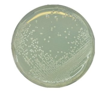 Merck 107994 Bat Agar According Ifu Method No. 12 granucult®  500 gr