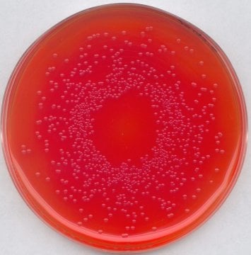 Merck 107237 Bpls Agar For The İsolation Of Salmonella  500 gr