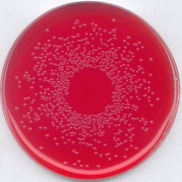 Merck 110747 Bpls Agar Modified Brilliant-Green pHenol-Red Lactose Sucrose Agar Modified, For Microbiology  500 gr
