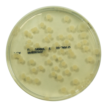 Across Bio 530390B Standard Methods Agar (PCA) ISO/APHA 500 gr