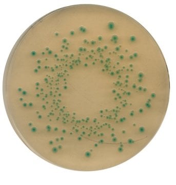 Merck 116122 Tbx (Tryptone Bile X-Glucuronide) Agar Acc. Iso 16649 Chromocult®  500 gr