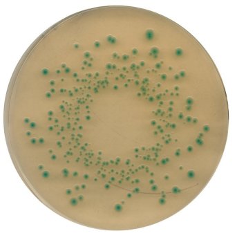 Merck 110455 Columbia Agar (Base) For The Cultivation Of Fastidious Microorganisms (According Harm. Ep/Usp/Jp And Iso)  500 gr
