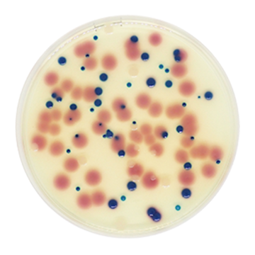 Across Bio 530140B Urinary Tract Infections Chromogenic Agar (UTIC) 500 gr