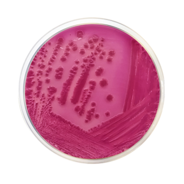 Across Bio 530420B Violet Red Bile Agar With Lactose (VRBL) ISO 500 gr