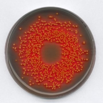 Merck 111681 Hektoen Enteric Agar For The Detection And İsolation Of Pathogenic İntestinal Bacteria  500 gr