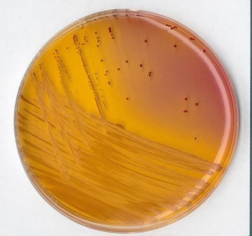 Merck 110707 Kf Streptococcus Agar (Base) For Microbiology  500 gr