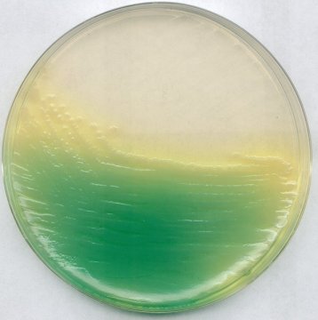 Merck 110991 Kıng Agar B (Base) (Dansk Standard) For Microbiology   500 gr