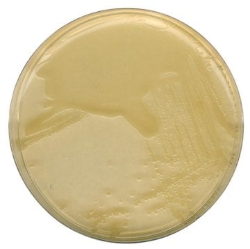 Merck 110283 Lb Agar (Mıller) For Microbiology  500 gr