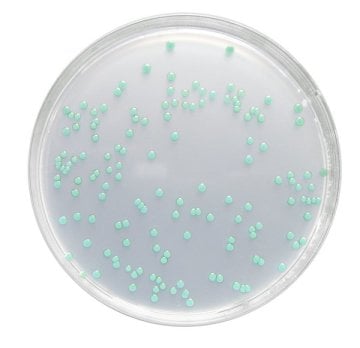 Merck 100427 Listeria Agar (Base) Acc. Ottavıanı And Agostı Acc. Iso 11290 Chromocult®  500 gr