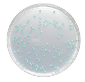 Merck 110620 Lmx Broth Modified Acc. To Manafı And Ossmer For Microbiology Fluorocult®  500 gr