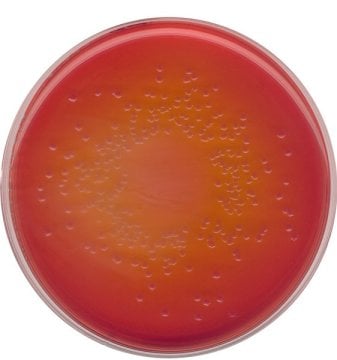 Merck 105465 Macconkey Agar For The İsolation Of Salmonella, Shigella And Coliform Bacteria (According Harm. Ep/Usp/Jp)  500 gr