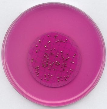 Merck 111277 M-Endo Agar Les For Microbiology  500 gr