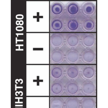 Sigma-Aldrich ECM550 QCM ECMatrix Cell Invasion Assay, 24-well (8 µm), colorimetric 1 plate in 12 wells