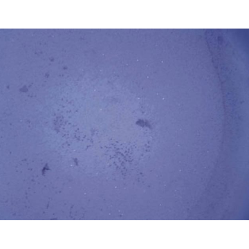 Sigma-Aldrich ECM550 QCM ECMatrix Cell Invasion Assay, 24-well (8 µm), colorimetric 1 plate in 12 wells