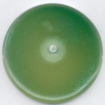 Merck 103872 MUELLER-HINTON (MH) agar acc. FDA-BAM NutriSelect® prime  500 gr