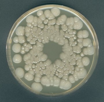 Merck 110673 Orange Serum Agar Acc. Ifu granucult®  500 gr