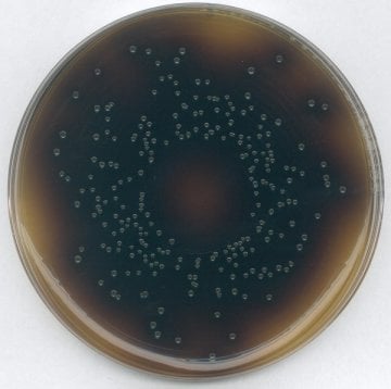 Merck 107004 Oxford Agar (Base) Acc. Fda-Bam And Ref. To Iso 11290 granucult®  500 gr
