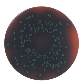 Merck 111755 Palcam Agar Acc. Van Netten Et Al. (Base)  Acc. Fda-Bam And Ref. To Iso 11290 500 gr